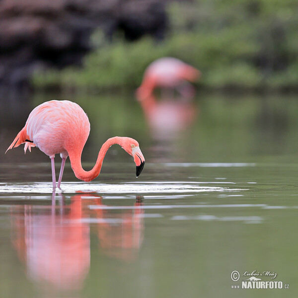 American Flamingo (Phoenicopterus ruber)