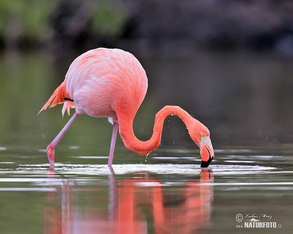 American Flamingo (Phoenicopterus ruber)