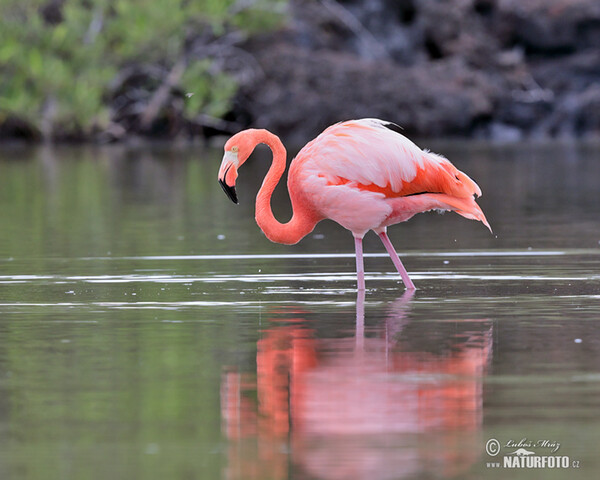 American Flamingo (Phoenicopterus ruber)