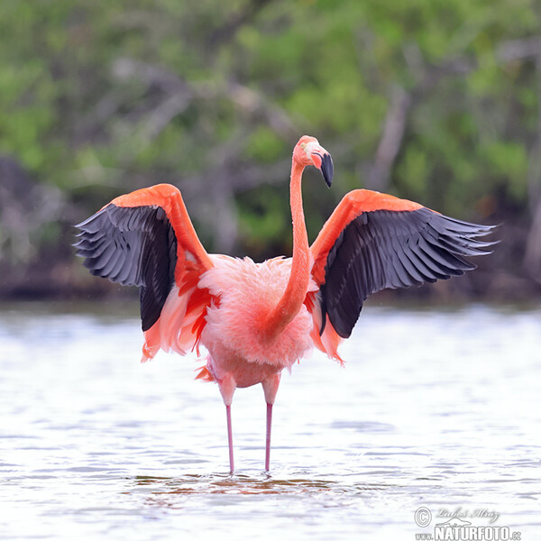 American Flamingo (Phoenicopterus ruber)