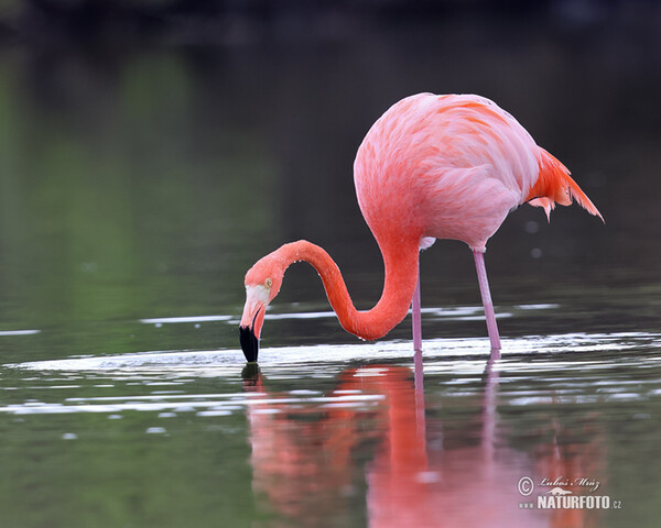 American Flamingo (Phoenicopterus ruber)