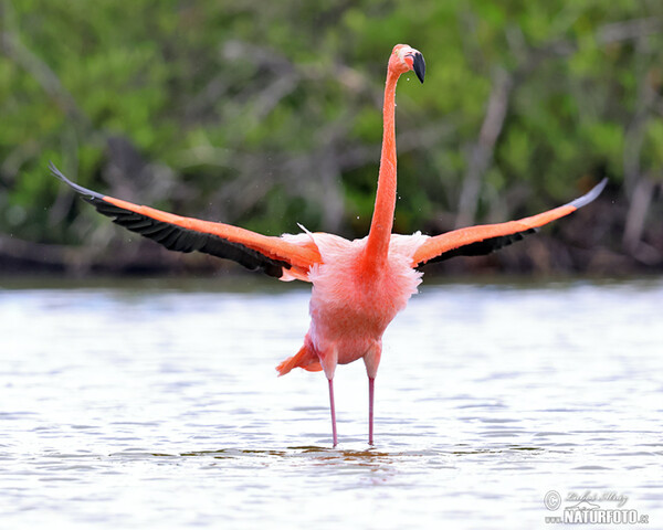 American Flamingo (Phoenicopterus ruber)