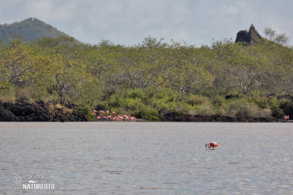 American Flamingo (Phoenicopterus ruber)