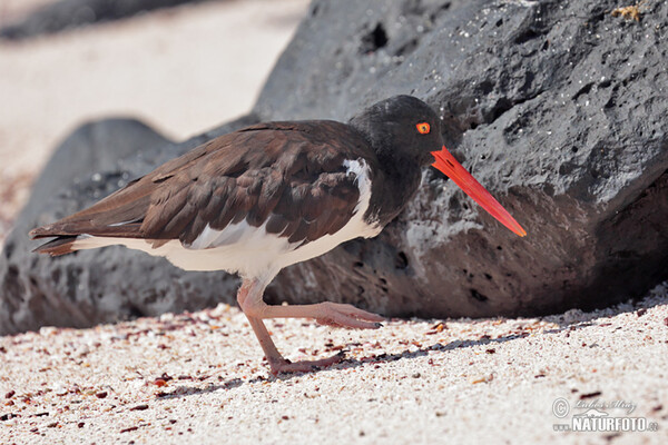 American Oystercatcher (Haematopus palliatus)