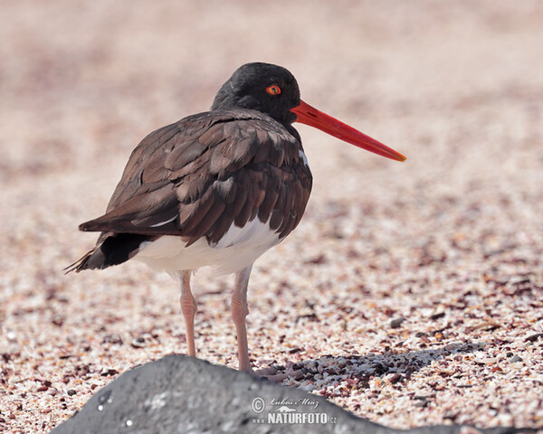 American Oystercatcher (Haematopus palliatus)