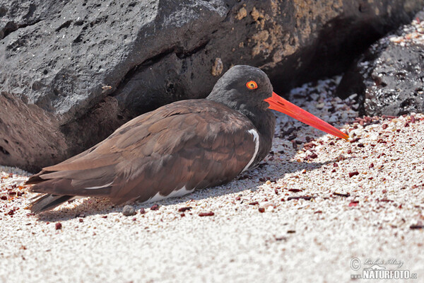 American Oystercatcher (Haematopus palliatus)