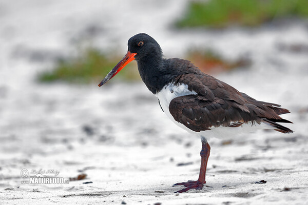 American Oystercatcher (Haematopus palliatus)