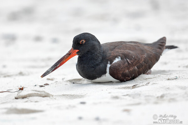 American Oystercatcher (Haematopus palliatus)