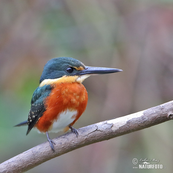 American Pygmy Kingfisher (Chloroceryle aenea)