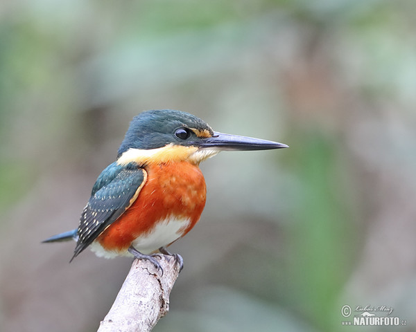 American Pygmy Kingfisher (Chloroceryle aenea)