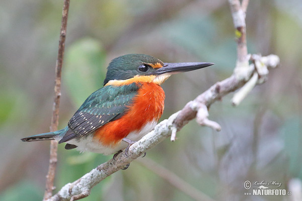 American Pygmy Kingfisher (Chloroceryle aenea)