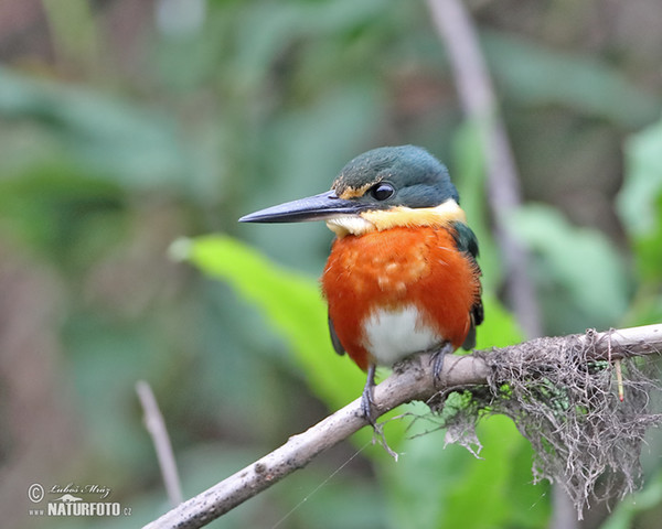 American Pygmy Kingfisher (Chloroceryle aenea)