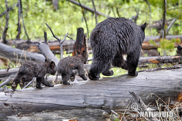 Amerika nigra urso