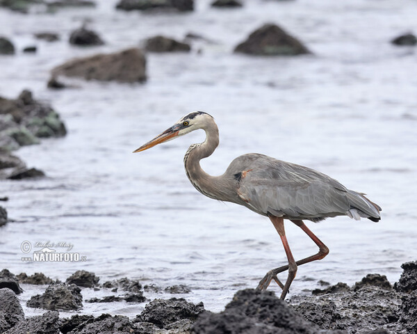 Amerikaanse blauwe reiger