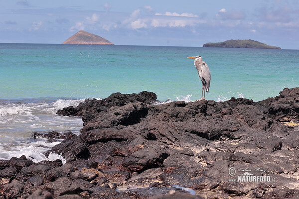 Amerikaanse blauwe reiger