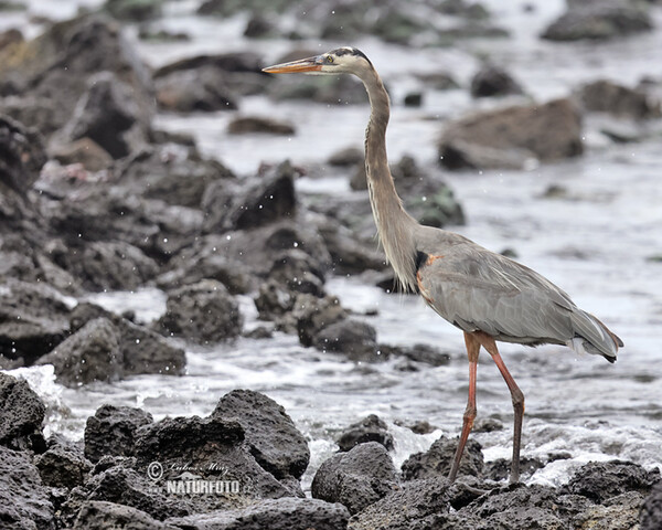 Amerikaanse blauwe reiger