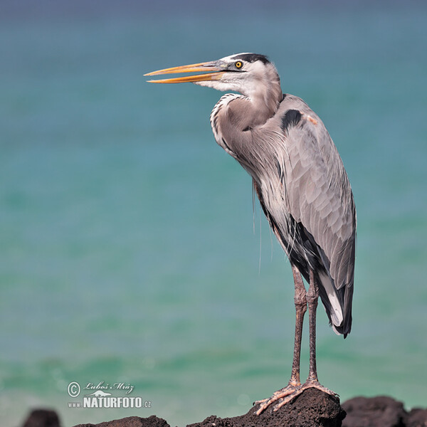 Amerikaanse blauwe reiger