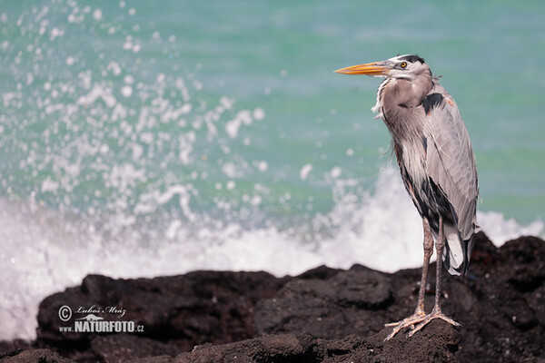 Amerikaanse blauwe reiger