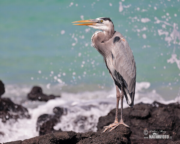 Amerikaanse blauwe reiger