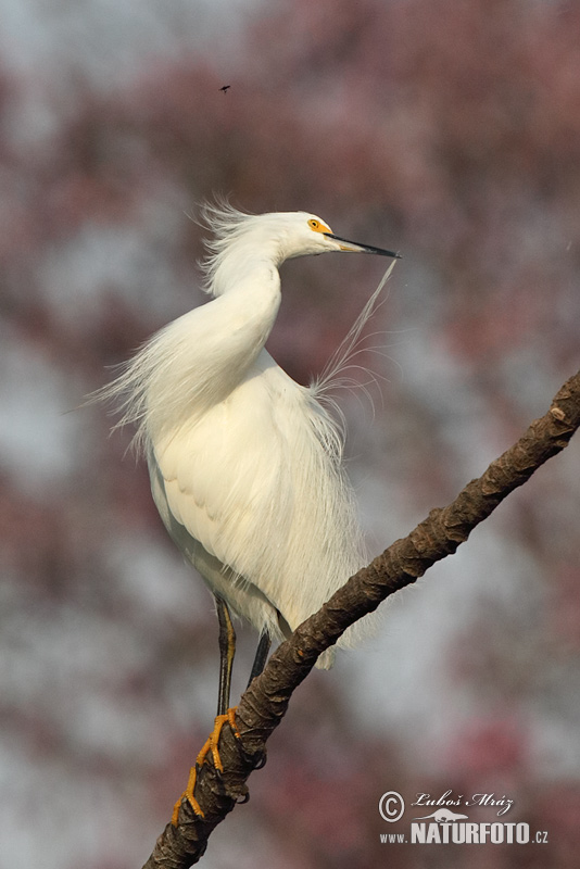 Amerikaanse kleine zilverreiger