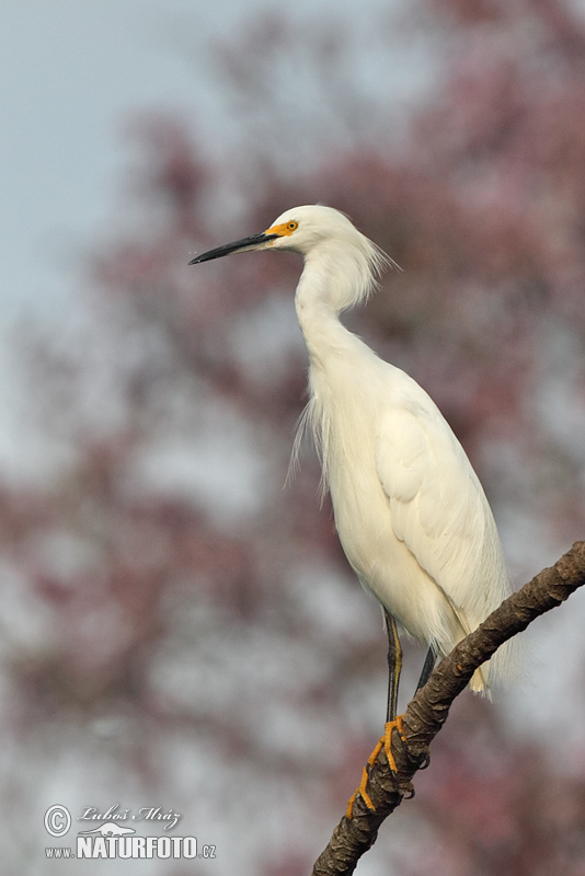 Amerikaanse kleine zilverreiger