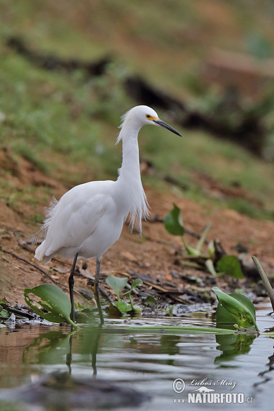 Amerikaanse kleine zilverreiger