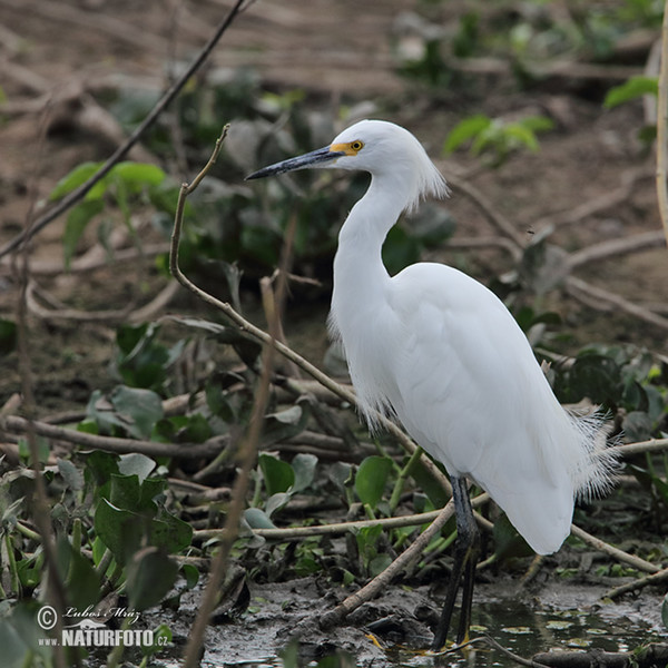 Amerikaanse kleine zilverreiger