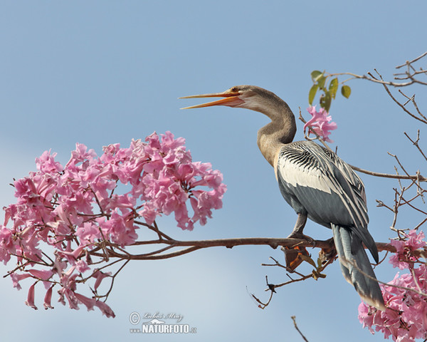 Amerikaanse slangenhalsvogel