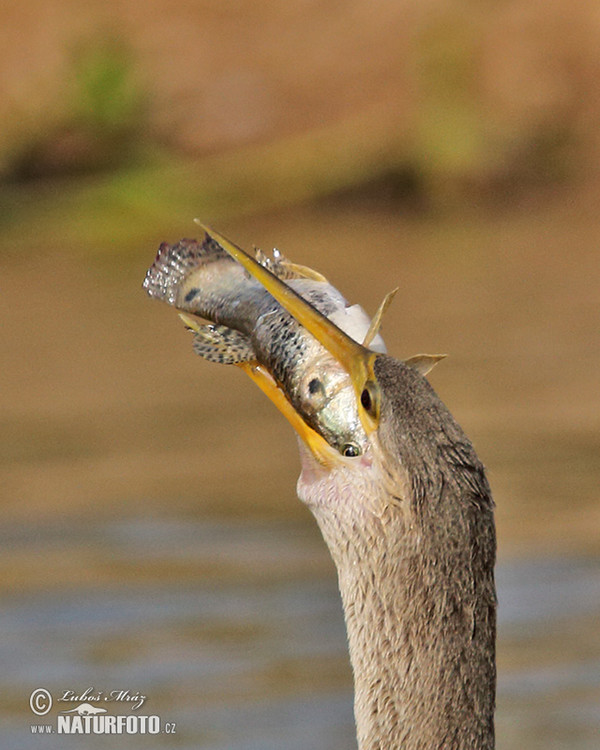 Amerikaanse slangenhalsvogel