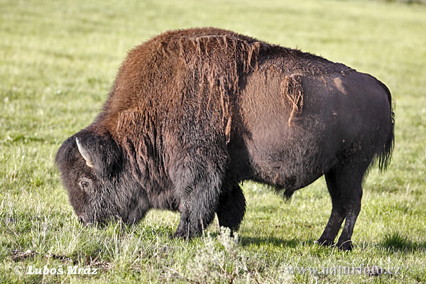 Amerikansk bison