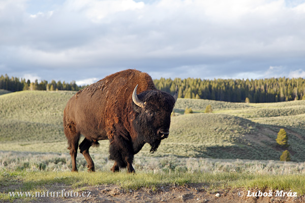 Amerikansk bison