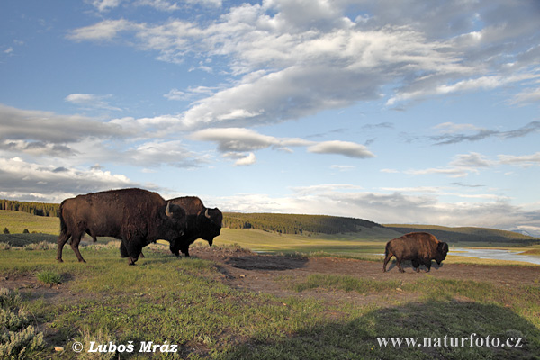 Amerikansk bison