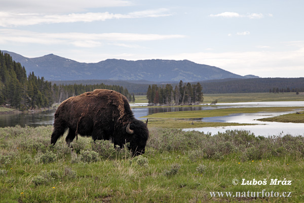 Amerikansk bison