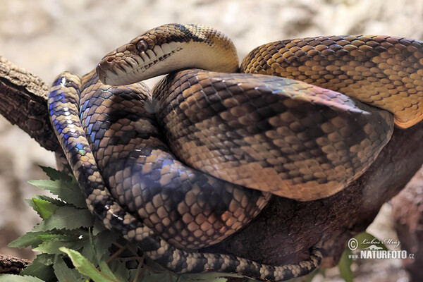 Amethystine Python (Morelia amethistina)