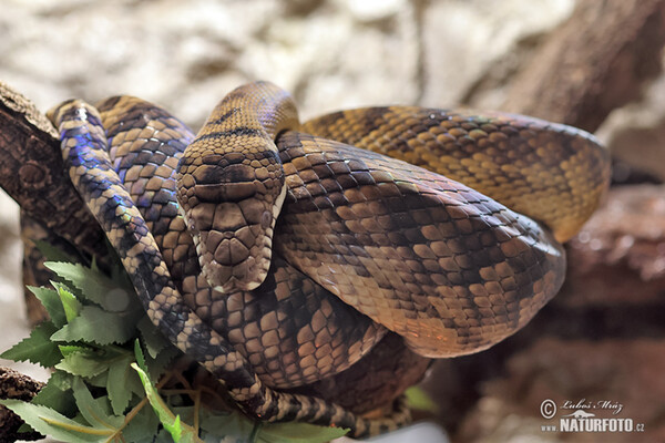 Amethystine Python (Morelia amethistina)