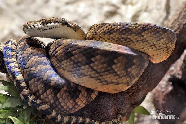 Amethystine Python (Morelia amethistina)