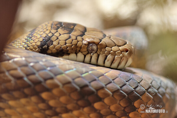 Amethystine Python (Morelia amethistina)