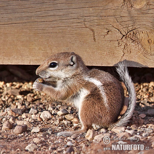 Ammospermophilus leucurus