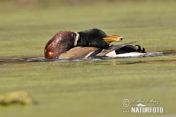 Anas platyrhynchos