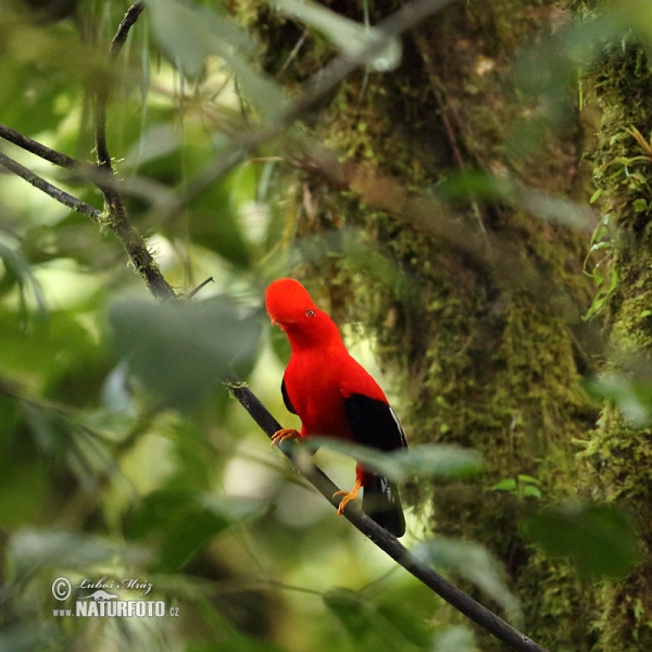 Andean Cock-of-the-rock (Rupicola peruvianus)