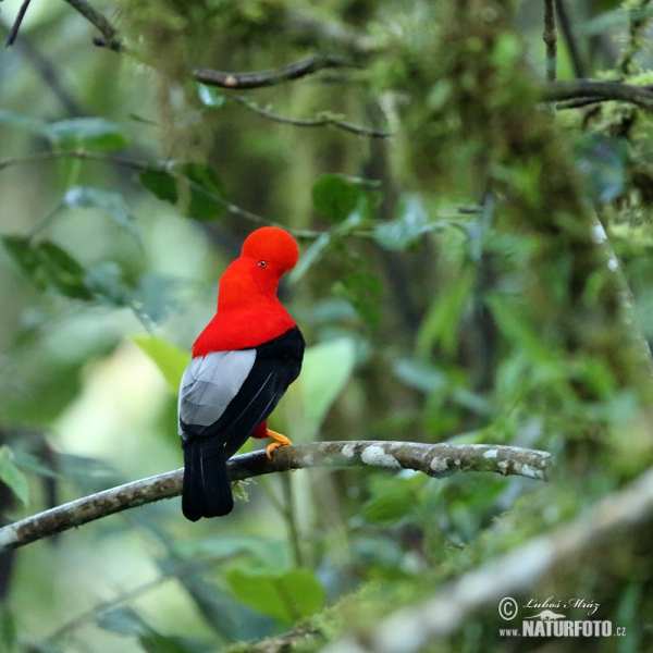 Andean Cock-of-the-rock (Rupicola peruvianus)