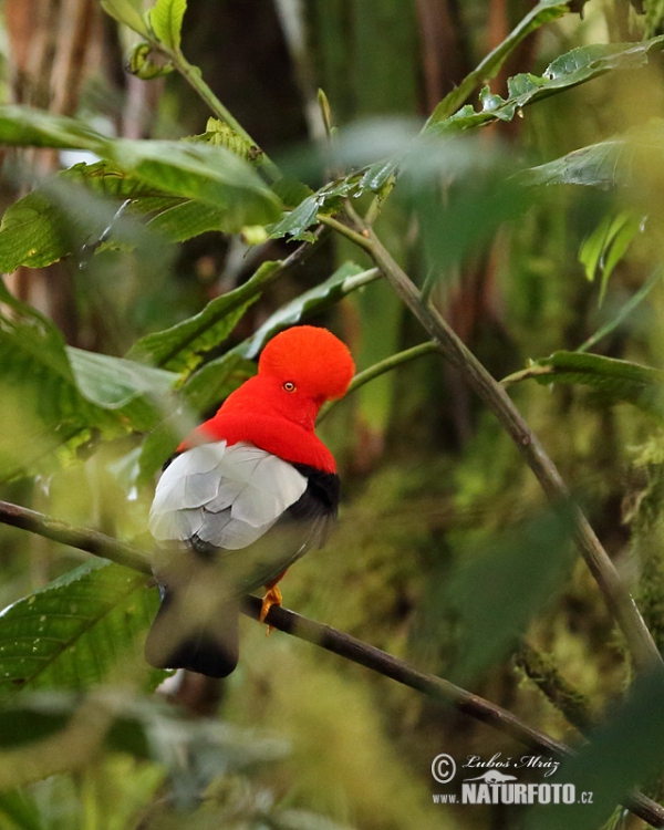 Andean Cock-of-the-rock (Rupicola peruvianus)