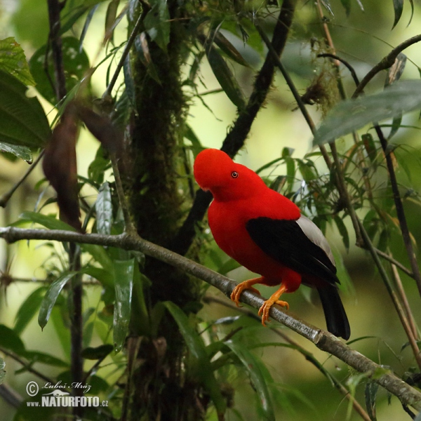 Andean Cock-of-the-rock (Rupicola peruvianus)