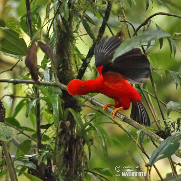 Andean Cock-of-the-rock (Rupicola peruvianus)