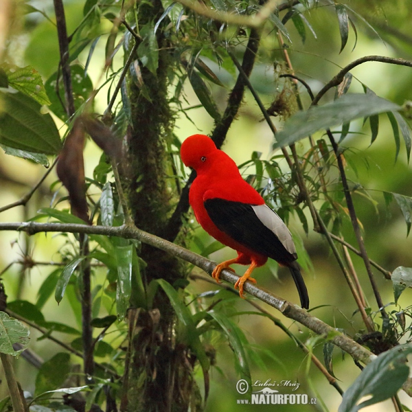 Andean Cock-of-the-rock (Rupicola peruvianus)