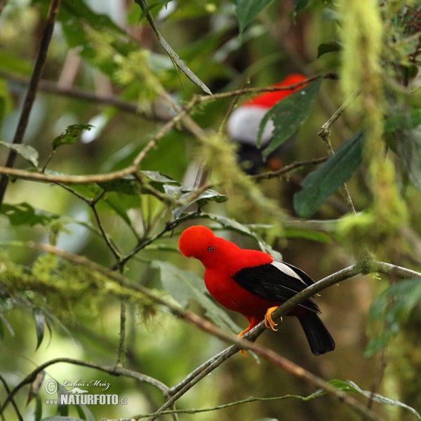 Andean Cock-of-the-rock (Rupicola peruvianus)