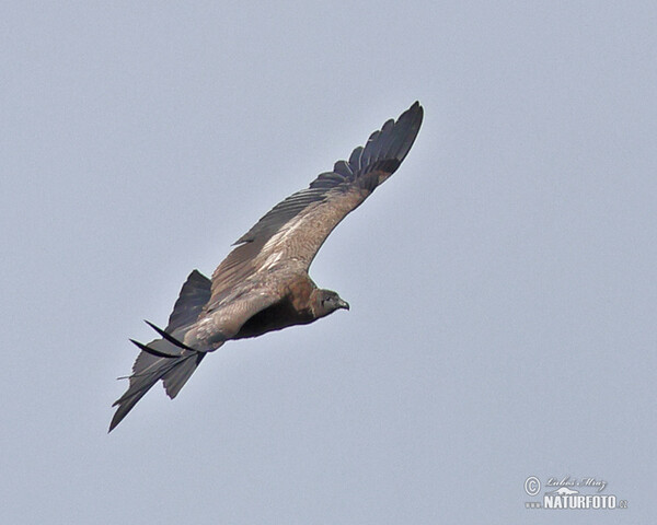 Andean Condor (Vultur gryphus)