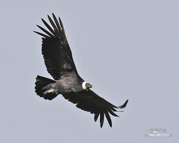 Andean Condor (Vultur gryphus)