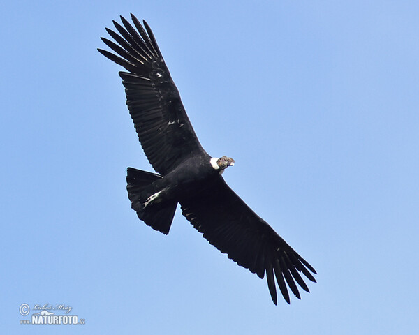 Andean Condor (Vultur gryphus)