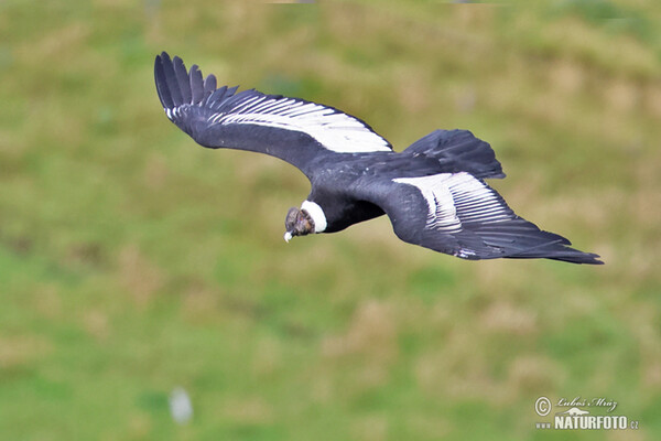 Andean Condor (Vultur gryphus)